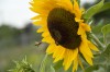 Bee and Flower