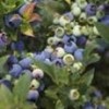 Garden Cuttings