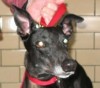 Pets of the week