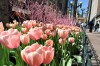 Tulips slumber through chilly spring