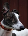 Pets of the week