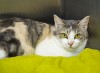 Pet of the week: Stephanie