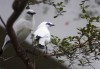 Chicago zoo says 3 rare birds hatched