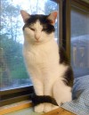Pets of the week