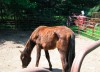 Charges unlikely in horse neglect case  