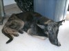 Animal control seizes three dogs from E.C. home