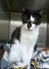 Pets of the week
