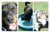 Doggy Bloggy: Pawsome Friends