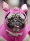 Dog doesn't like Halloween costume? Accessorize!