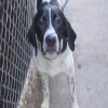Pets of the week