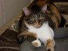 Pets of the week