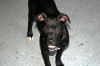 Pets of the week