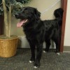 Pets of the week