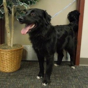 Pets of the week