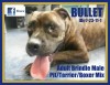 Pets of the week