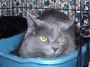 Pets of the week