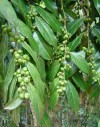 Herbal Healer: What is guacatonga?