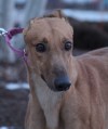 Pets of the Week