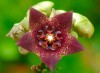 Caralluma