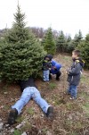 The real thing: Natural Christmas trees bring holiday cheer
