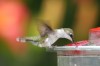 Female Ruby-Throated Hummingbird