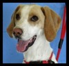 PET OF THE WEEK: Martin