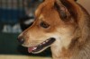 Lake County Animal Control Shelter | Luke