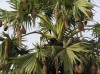 Herbal Healer: What is palmyra palm?