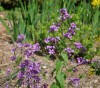 Silver dollar plant can pay off in beauty
