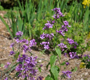 Silver dollar plant can pay off in beauty