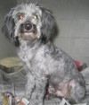 Pets of the week