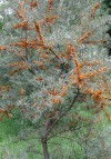 Some shrubs provide both beauty and tasty berries   