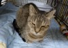 Pets of the week