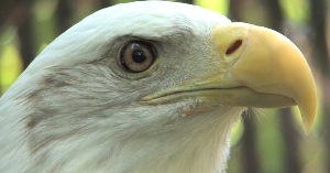Zoo's eagles are big attraction 