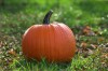 Fall for pumpkin