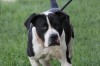 Lake County Animal Control | Mojo