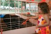 From alpaca to zebu, see it at the fair