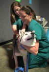 Porter County Animal Shelter Be Kind to Animals event 