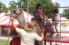 From alpaca to zebu, see it at the fair