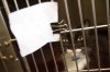 Woman arrested in Portage hoarding case has previous convictions for animal cruelty