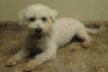 Pets of the week