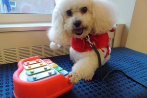 CP Library hosts Reading to the Dogs event