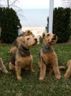 The never-ending debate about dogs on the beach