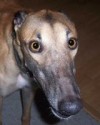 Pets of the week