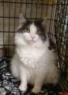 Pets of the week