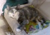 Pets of the week