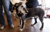 Experts discuss effects of age on pets