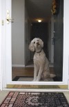 How to train a dog to stop jumping at the door
