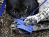 About 35 dead, living dogs found in feces-filled home