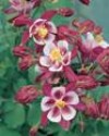 Garden Cuttings